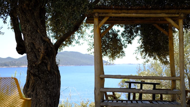an olive tree and a wooden bench above a blue bay