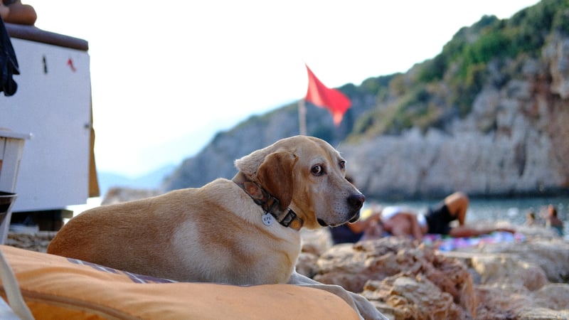 a dog on a cushion by a rocky shore, a red flag behind