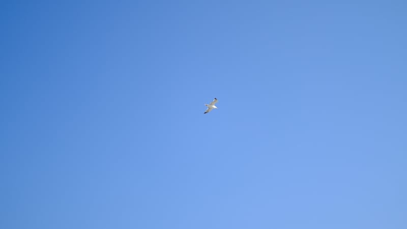 a seagull in a clear blue sky